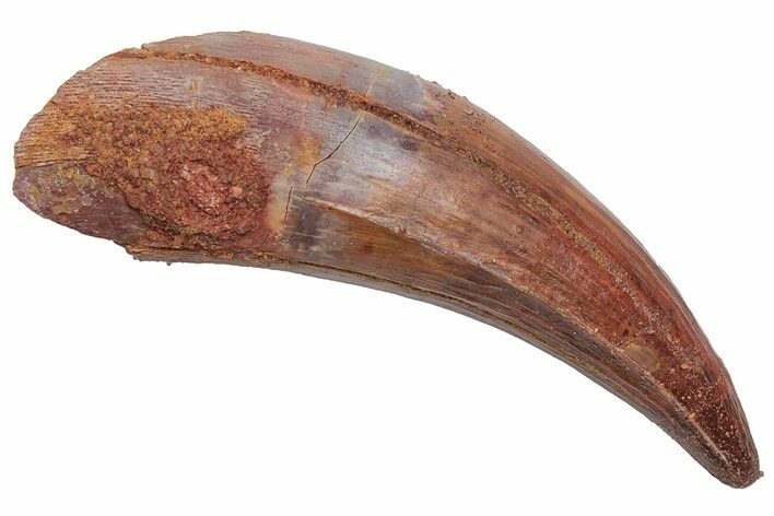 Cretaceous Fossil Crocodile Tooth - Morocco #212602